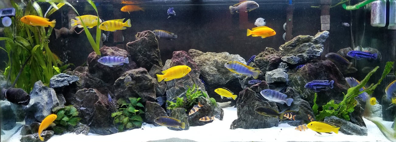 17 4 Lake Malawi Cichlids