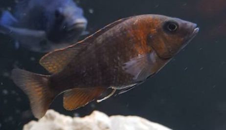 Fish with bloat and white poop