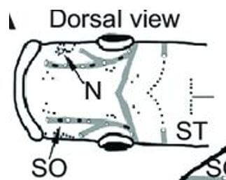 canal neuromast locations