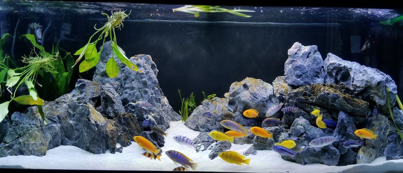 What African cichlids do to plants