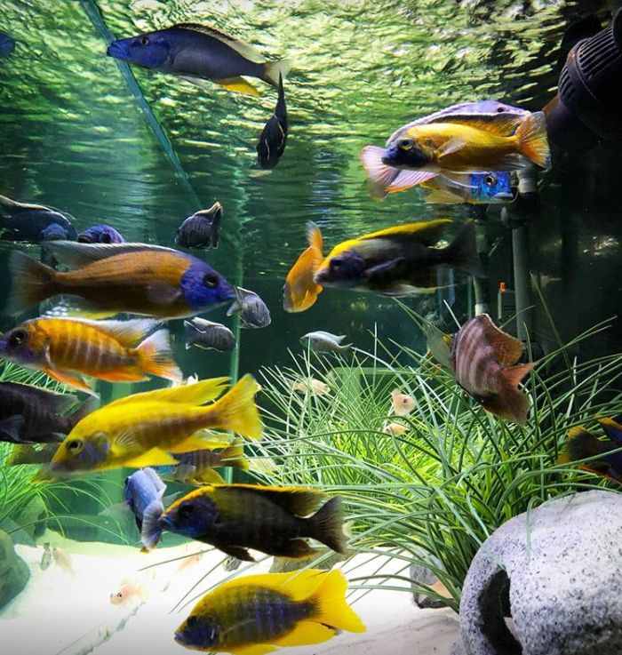 aquarium with good aeration