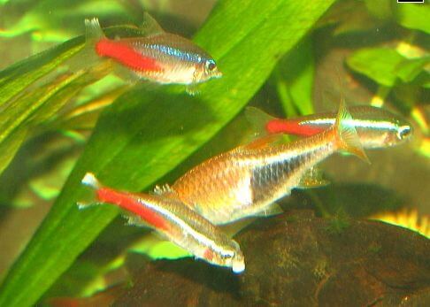 Neon tetras with fin rot, neon tetra disease and mouth tumors.