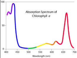 Absorption Spectrum of Plants