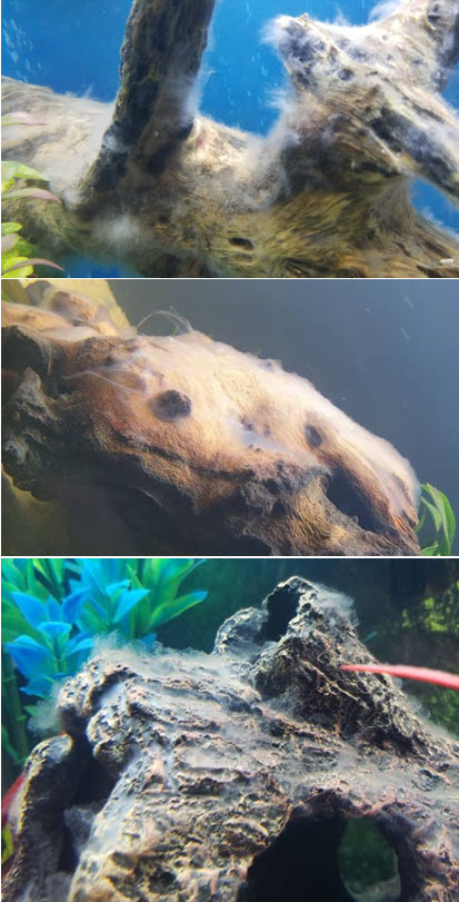 water mold or biofilm in the aquarium