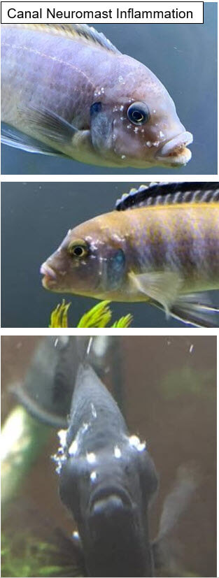 white spots on head of fish