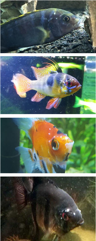 white spots on head of fish