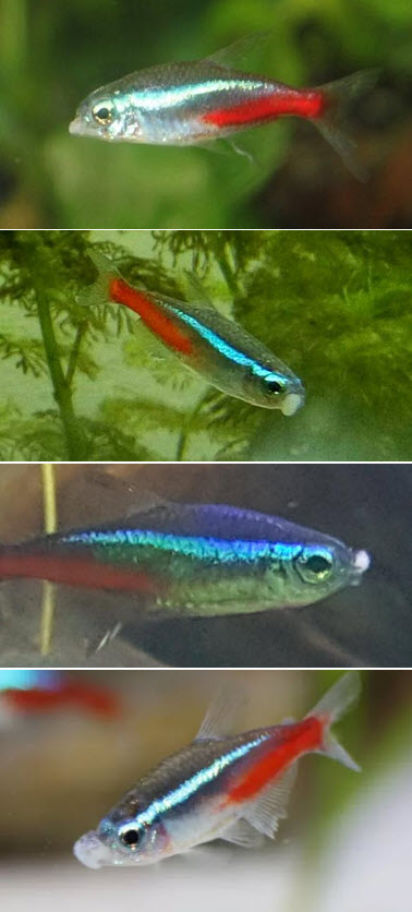 The Neon Tetra Disease 