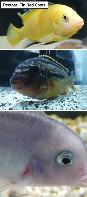 three photos of fish gill disease