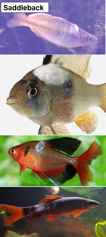 saddleback in tropical fish