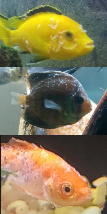 fish with slime coat syndrome