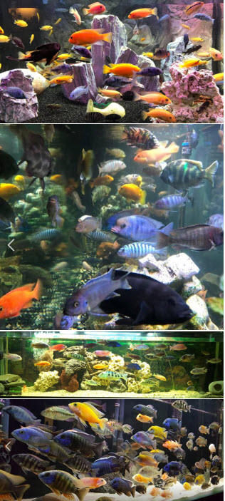 Mixed Cichlid Aquariums