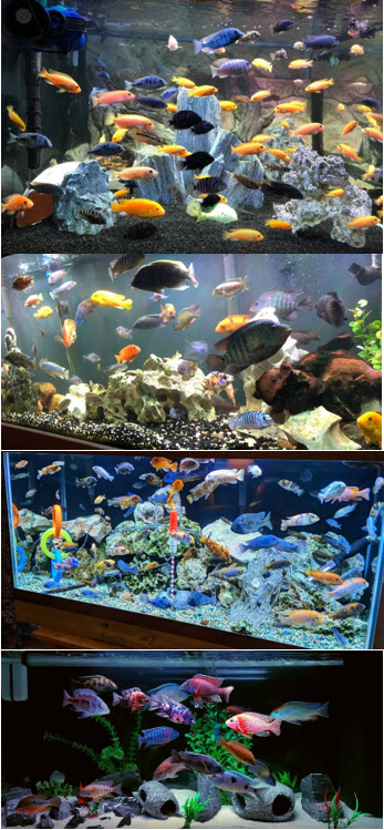 Mbuna aquariums