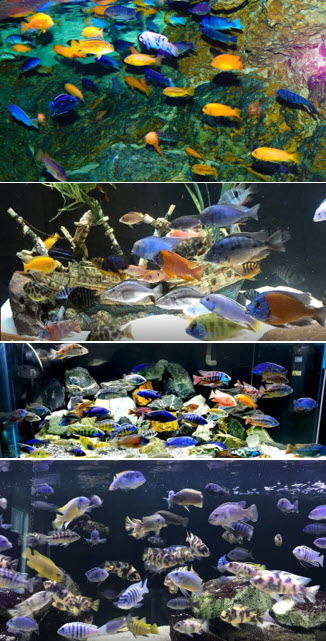 Haplachrome Aquariums