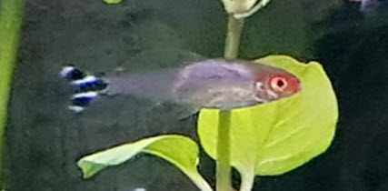 Neon Tetra Disease