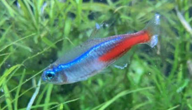 Neon Tetra Disease