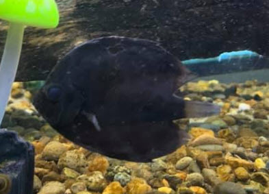 11.17. Black Death in Aquarium Fish