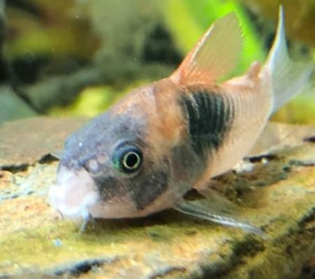 10.3.2. Mouth Rot in Aquarium Fish