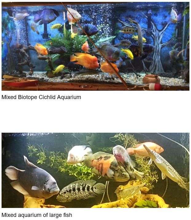 Several Types of Aquariums