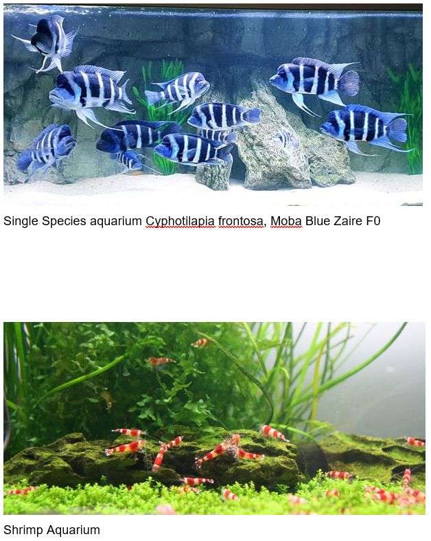 Several Types of Aquariums