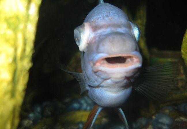 popeye of fish