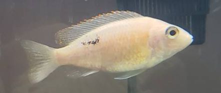 Black Spot disease on a fish