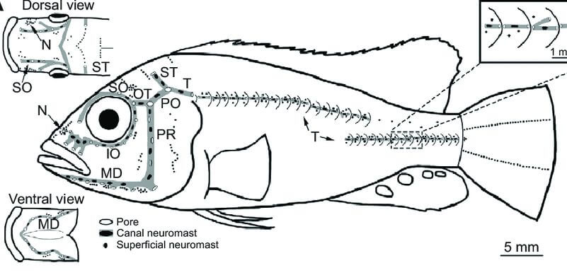 Canal Neuromasts in fish