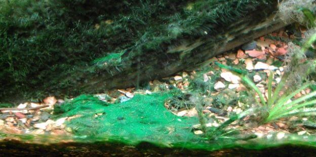 16.4. Blue-Green Algae in the Aquarium