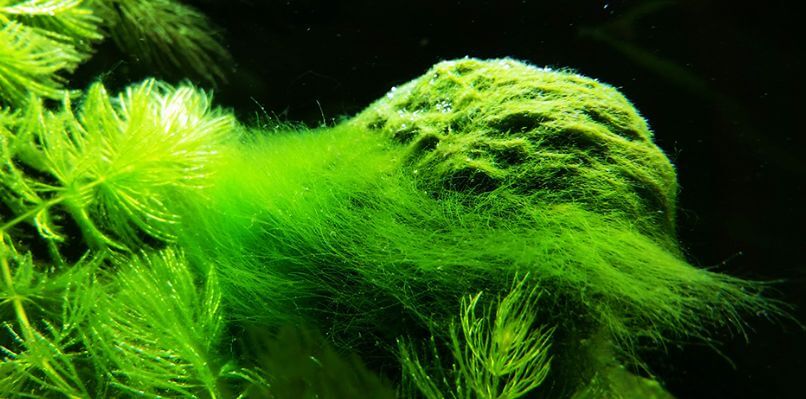 16.3. Thread Algae