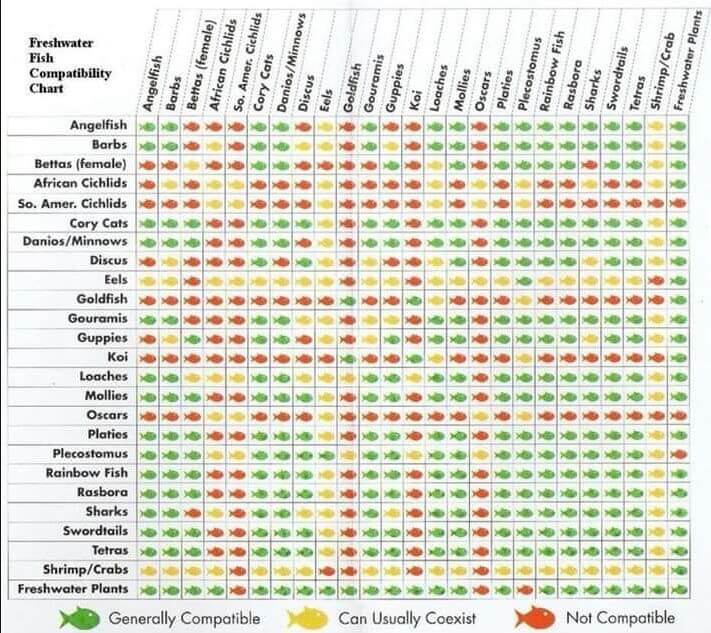 Chart on Aquarium Fish Compatability