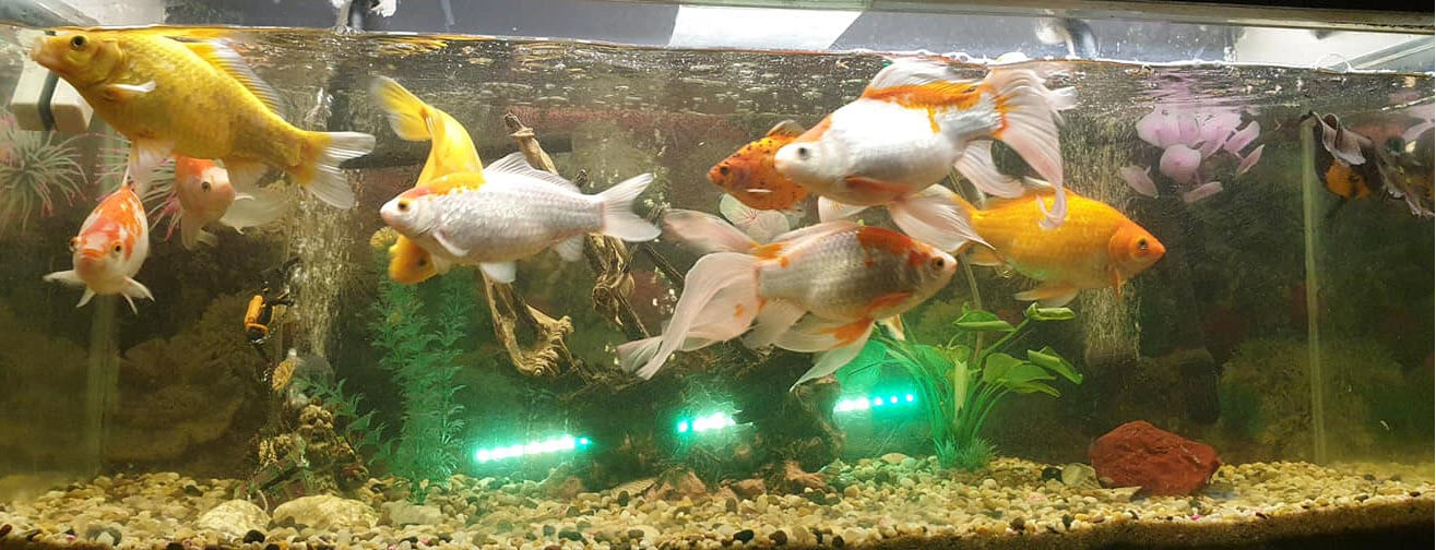 large goldfish aquarium