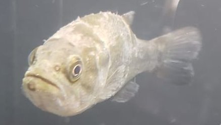 chlorine burn in fish