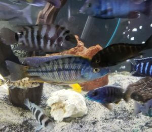 17.4. Lake Malawi Cichlids