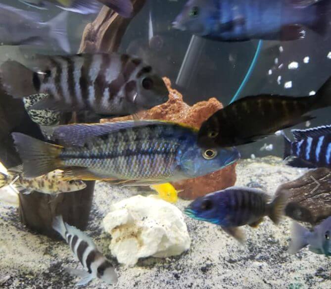 Mixed Biotope aquarium
