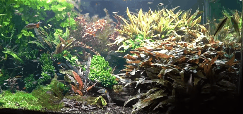 Melo Salazar's Planted Aquarium