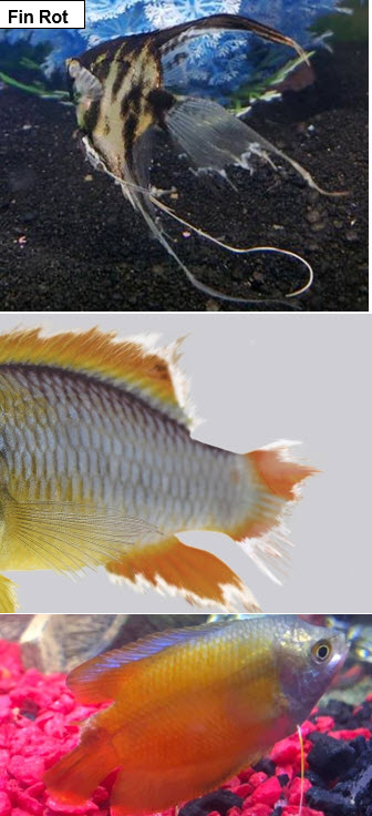 3 photos of fin rot in fish