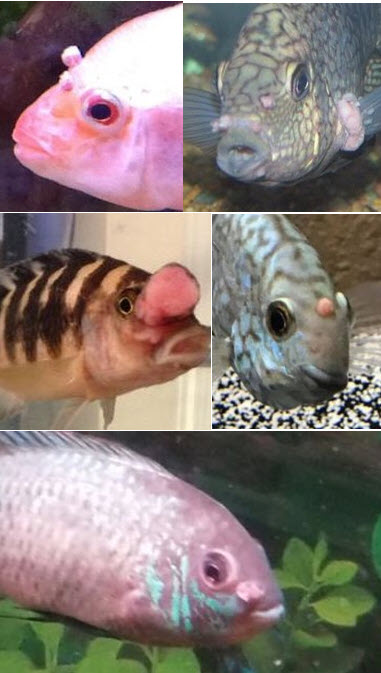 Lymphocystis, pink growths on fish