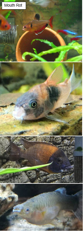 four photos of mouth rot in fish