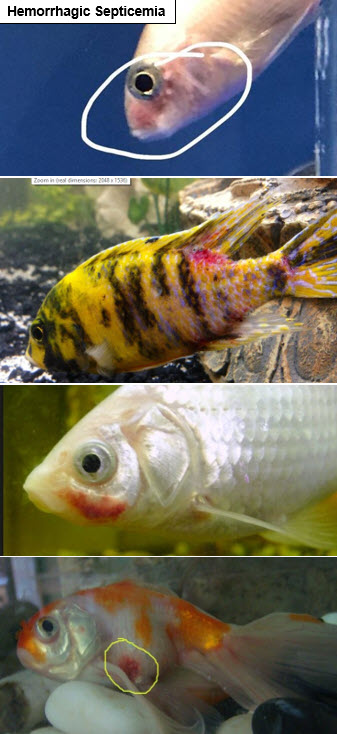 four photos of fish septicemia