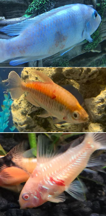 white tip tetra