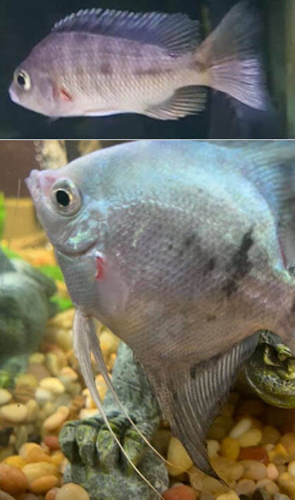 Gill disease in fish