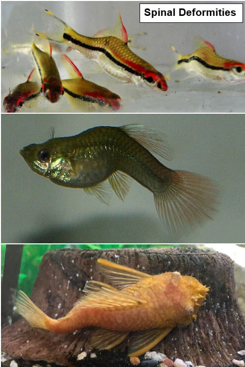 spinal deformities in fish