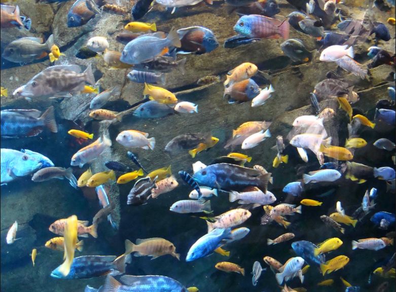 Heavily Stocked Rift Valley Cichlid Aquarium