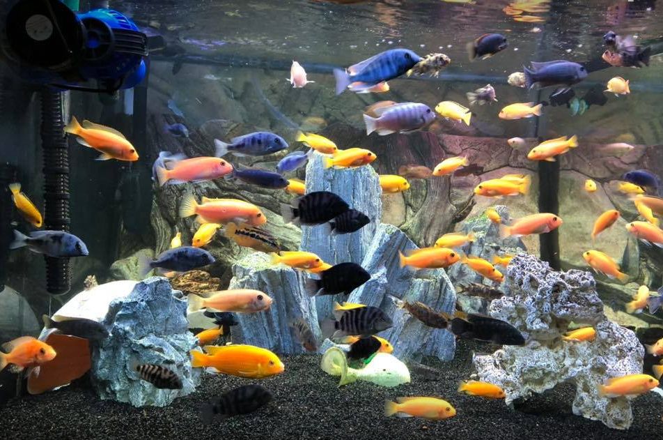 Heavily Stocked Mixed Biotope Cichlid Aquarium