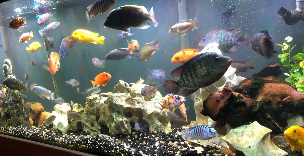 Heavily stocked Aquarium