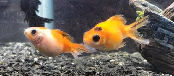 epistylis and fin rot on goldfish