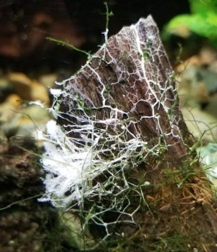 Aquarium Slime Mold