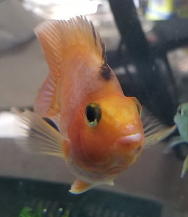 Genetic Black Spot on Parrotfish