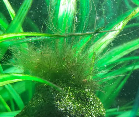  Zöld szarvasgomba alga