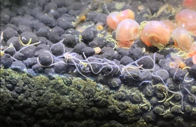 Detritus worms in an aquarium substrate