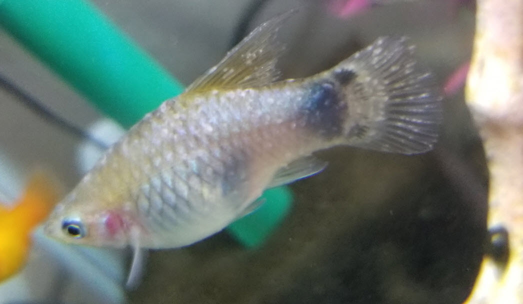 fish with tetrahymena